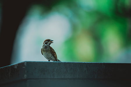 bird standing on gray concrete block thumbnail