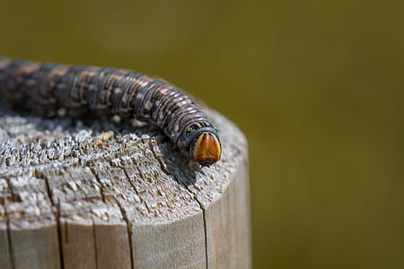 macro photography of caterpillar on brown surface thumbnail
