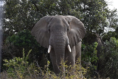 gray elephant in forest thumbnail