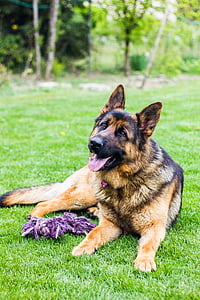 German Shepherd lying on grass thumbnail