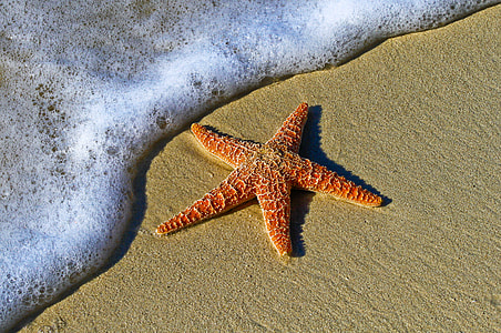 starfish near body of water thumbnail