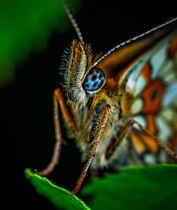 macro shot photography of brown and gray butterfly perched on green leaf thumbnail