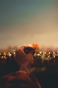 hand, lights, photography, petals thumbnail