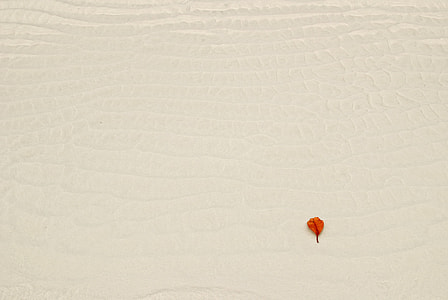 red leaf, leaf, sand, ripple thumbnail