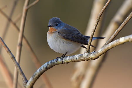 gray and white bird perched on tree thumbnail