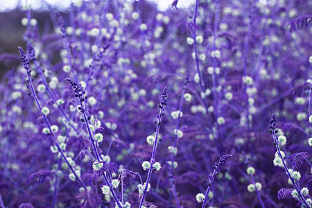 purple plants shallow focus photography thumbnail