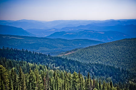 green forest during daytime thumbnail