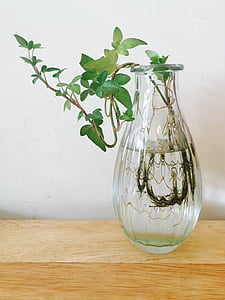 green leafed plant in vase thumbnail