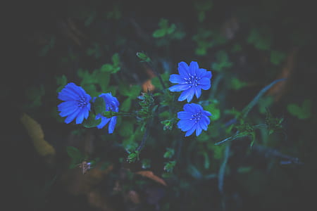 nature, flowers, blue, petals thumbnail