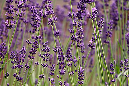 purple flowers thumbnail