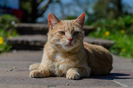 shallow focus photography of orange tabby cat thumbnail