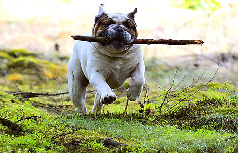 white and black long coated dog thumbnail