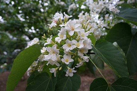 Tung Trees And Flowers, Flowering thumbnail