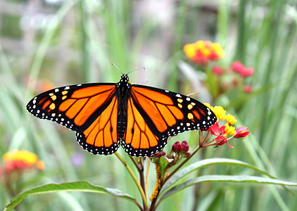 monarch butterfly thumbnail