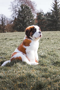reddish-white Saint Bernard puppy sitting on grass lawn thumbnail