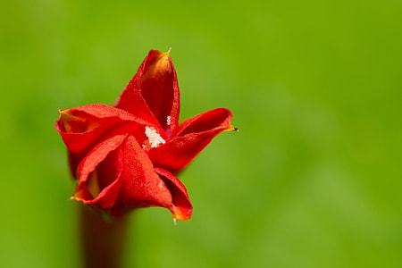 Angulata, Rounded Leaves Yuhongcho thumbnail