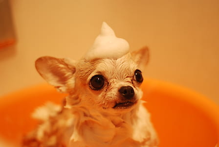 animal, dog, pet, cute thumbnail