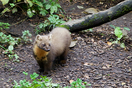brown animal thumbnail