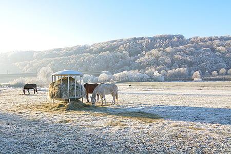 three horses on white field thumbnail
