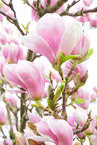 pink flowering plant thumbnail