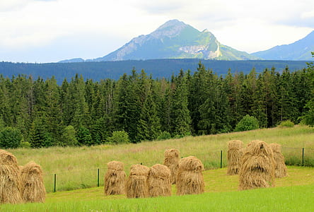 brown hays surrounded by green grass thumbnail