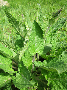 Salvia Pratensis, Meadow Clary thumbnail