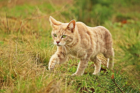 orange Tabby cat thumbnail