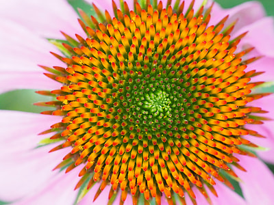 yellow and green petaled flower closeup photo thumbnail
