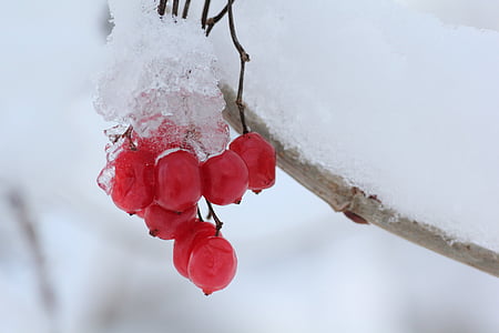 frozen cherries on brang thumbnail