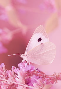 macro photography of white butterfly perched on purple petaled flower thumbnail