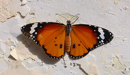 vanessa atalanta butterfly on white wall thumbnail
