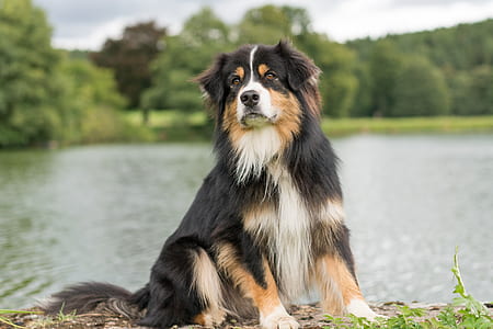 tricolor English shepherd sitting on grass field near lake thumbnail
