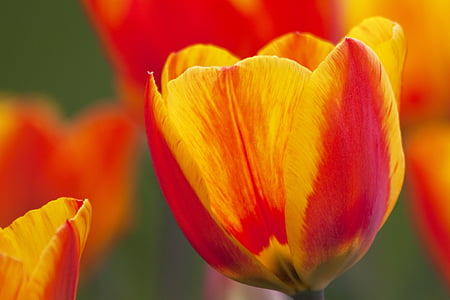 yellow and red tulip thumbnail