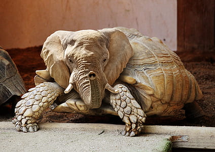 elephant and turtle high-saturated photography thumbnail