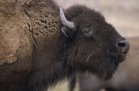 black water buffalo thumbnail