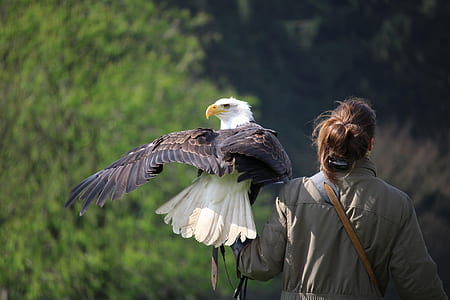 woman carrying bald eagle thumbnail
