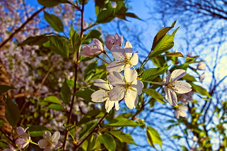 white flowers thumbnail
