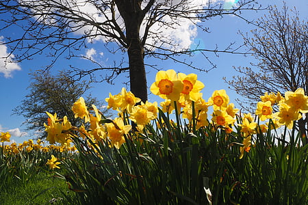 yellow-and-orange narcissus flower field under blue sky during daytime thumbnail
