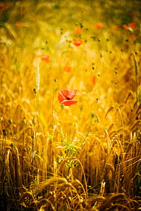 selective focus photography of red petaled flowers thumbnail
