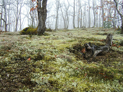 moss under leafless trees thumbnail