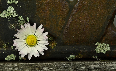 white petaled flower on brown pavement thumbnail