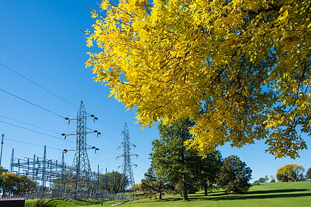 person taking photo of yellow and green leaf trees near structures and cables under blue sky at daytime thumbnail