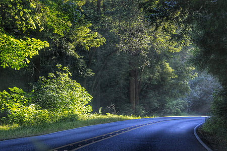 landscape photo of asphalt road surrounded by trees thumbnail