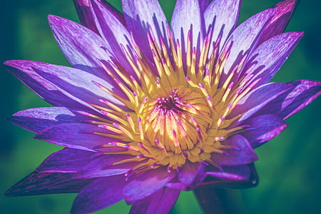 close up photography of purple and yellow petaled flower thumbnail