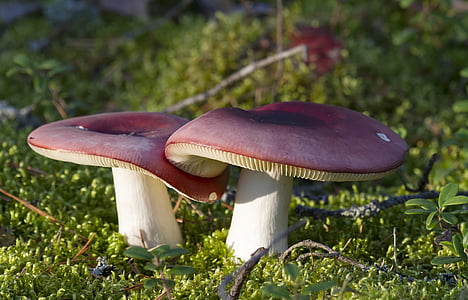 red-and-white mushrooms thumbnail