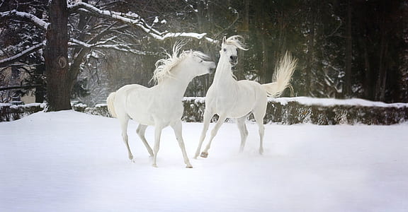 two white horse on snow surrounded by trees during daytime thumbnail