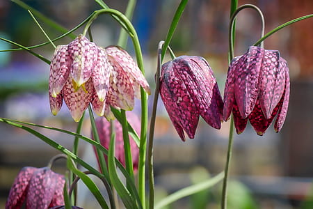 pink and purple petaled flowers at daytime thumbnail