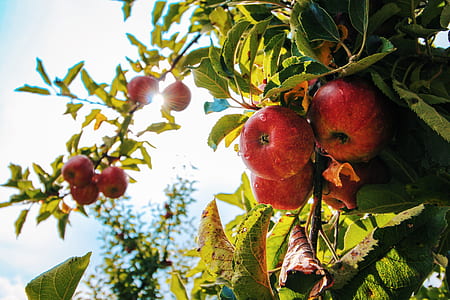 food, healthy, apple, fruits thumbnail