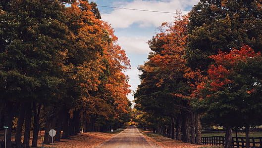Country Road In Fall Photo thumbnail
