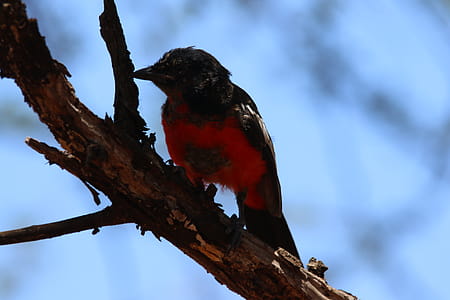 Small Black and Red Bird thumbnail